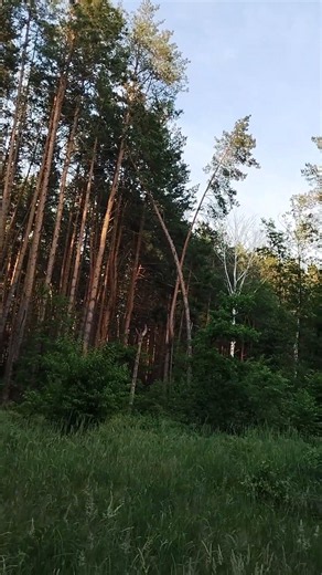 Peaceful Forest Walk | Pine Forest Sounds 🌲#29