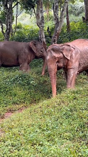 5.3K views · 187 reactions | Jan Dee and her friend Sri Jan grace the...