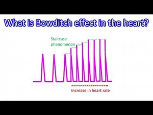 What is Bowditch effect in the heart?