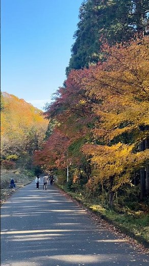 【茨城観光】花貫渓谷🍁