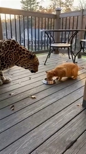 You Won't Believe How This🐈Cat Defends Its Food🍚Bowl!🐆이 🐈고양이가 먹이🍚그릇을 지키는 모습! 🐆この🐈猫がエサ🍚ボウルを守る姿は🐆