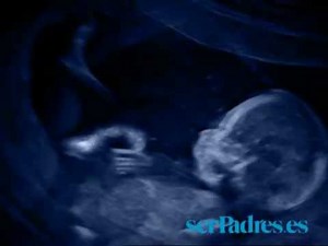 Semanas 13-16: El bebé en el vientre materno