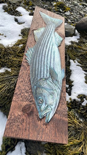 Some looks into the process of creating my 40” striped bass piece. Not quite a time lapse of every step as I usually do, however when creating this I took some photos through the process. Kind of wish I had started when the carving began. This starts after carving- with the first photo being after varnish was applied. Thank you everyone for your kind words and encouragement on this last piece. Looks like there will be more carvings in my future 🤝 #wildlifeart #fishart #natureart #inspiredbynatu