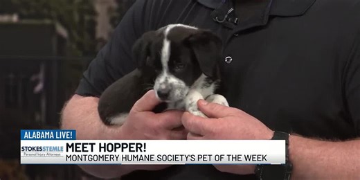 Pet of the Week: Meet Hopper