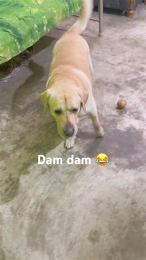 Comedy video 😂 \\\\ dogs // #dogshorts #dogcomedy #dogvideos #shorts #viralvideo