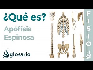APÓFISIS ESPINOSA | Qué es, qué significa, ubicación, función y lesiones