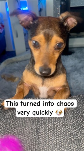 How Jack Russells destroy a house in seconds #dog #jackrussells #foryou #shorts