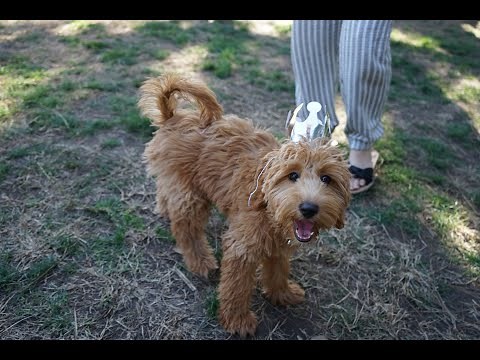 1 Year with a Mini-goldendoodle