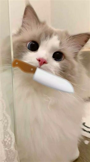 CREO QUE la DEFENSA MAS BIEN SERAN los OJOS 😻 #shortviral #tendencia #gatos #michis #hermosos #humor