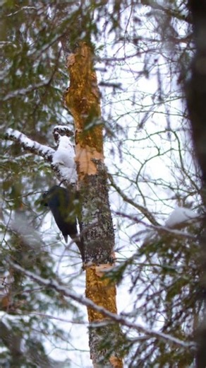 🪵 Der Schwarzspecht ist der Baumeister des Waldes 🐦