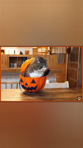 Cat In Pumpkin