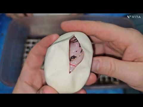 Twenty-sixth Ball Python Egg Cutting of 2025: Scaleless!