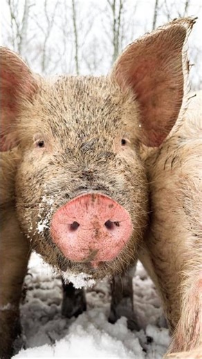 POV: You’re a Woodland Raised Pig During a Snowstorm 🐷❄️