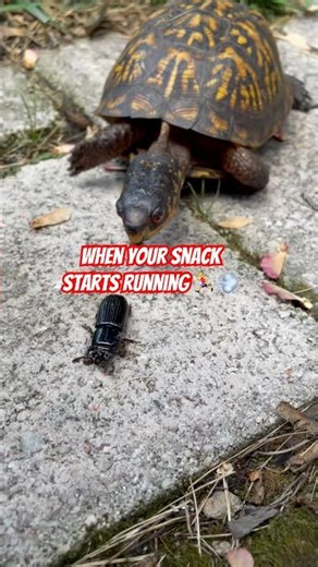 Turtle vs. Beetle: The Crunchy Chase Begins 🐢💨🪲