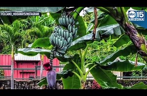 Blue java bananas, the ones that taste like ice cream are in stock. Great selection Stater size and plantable size Perfect time to plant. Nursery links to our Etsy store, Amazon page, hours, directions, website, articles, and more in our profile or click here http://growcoolstuff.com “Like” and “Follow” to stay up to date when new plants are arrive, growing tips, how to’s and plant insights. @tropicamango #tropicamangorarefruitnursery #tropicamangonursery #growcoolstuff #amazing #beautiful #foll