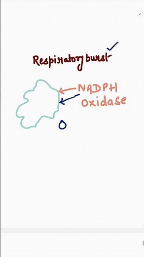 Respiratory burst | Neutrophils | Phagocytes | H2O2 | NADPH oxidase | #biology #neet