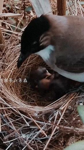 Baby birds battle for Nest space #birdlife_insta #birdlife #wildlifephotographybird #birdloversdaily #hatchingeggs #natureloversforlife #animalscience #wildlifeonearth #feedingtime #birdwatching_wildlife #birdphotographyworld | Baby Bird Bites