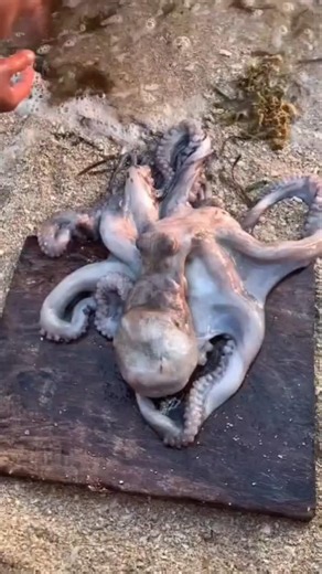How to Clean an Octopus Step by Step | Easy Octopus Cleaning Technique 🐙🔪