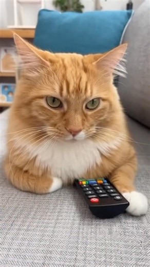 Cat refuses to give the remote | Walter The Ccatt