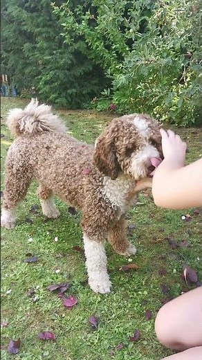 Anton - Perro de Agua Español (spanischer Wasserhund), Trickauswahl
