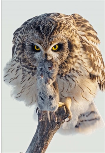Nature’s Silent Predator: The Owl in Action