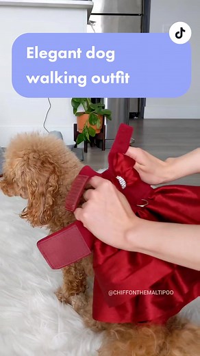 Chiffon's Stylish Dog Walking Outfit Showcase