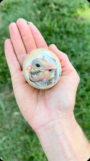 This little Turkey poult was shrink wrapped in its shell, and I had to assist with hatching! Never ceases to amaze me 🥰 #hatching #farmlife | Knuckle Bump Farms