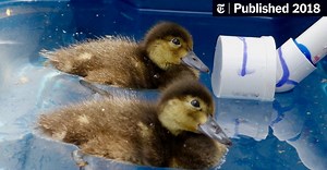 What Do Ducks Hear? And Why Do We Care?