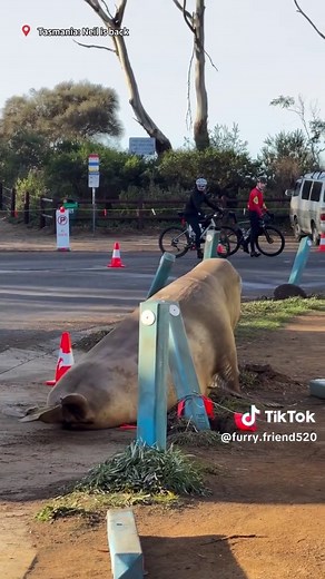 Neil the Seal Returns to Tasmania: Chaos and Laughter