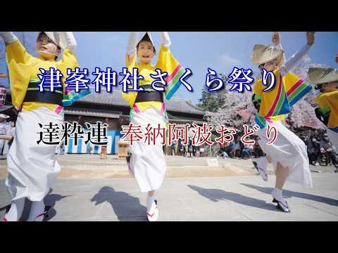 [Awa Odori 2026] Tsumine Shrine Cherry Blossom Festival Awa Odori - Tatsusui Ren