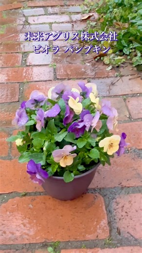 未来アグリス株式会社 ビオラ パンプキン #ビオラ #ガーデニング 発生春の花