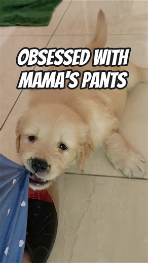 Golden Retriever Puppy Won’t Stop Biting Mama’s Pants 😂🐶 #shorts
