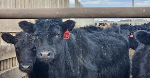 Beef Market Update: Setting spring highs, processor profits, and lofty calf prices