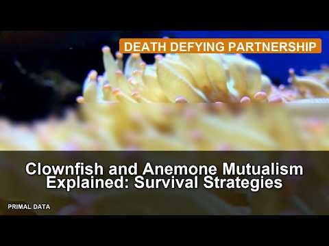 Clownfish and Anemone Mutualism Explained: Survival Strategies