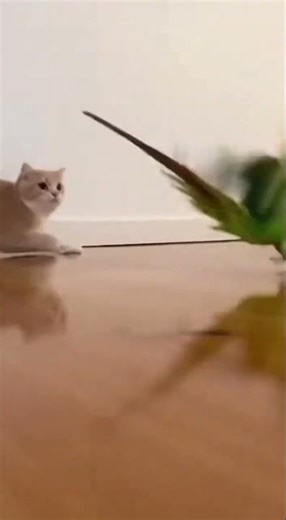 Determined Cat Chases After Slipping: Full Effort in Action