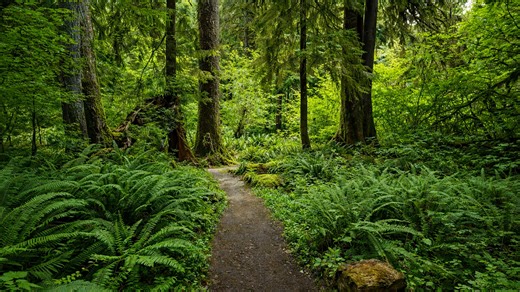 Forêt pluviale de Hoh à Olympic National Park : paysage verdoyant (4K)