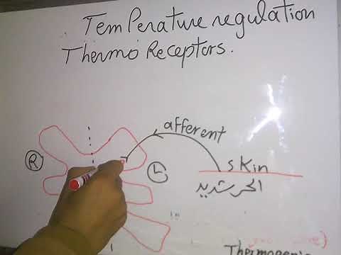 Temperature Regulation (Factors affecting, Thermoreceptors and Heat Gain, Loss) dr mohamed fayez