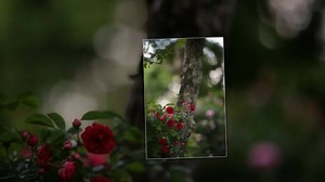 16K views · 246 reactions | Un alt început-Compact | Muzica noastră | Facebook