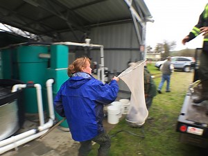 14K views · 381 reactions | 600 adult and juvenile rainbow trout were released into the Merced River this morning. The adults were rescued from the river 18 months ago and because of the drought and warm water had to be kept at the Merced River Hatchery where they spawned. Should be good fishing later this year for Merced area anglers. | California Department of Fish and Wildlife | Facebook