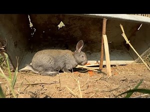 The Simplest Rabbit Trap, Catches 100%