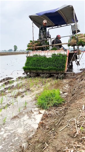 dhaan transplanter machine 🌾 #shorts #paddytransplanter #agro