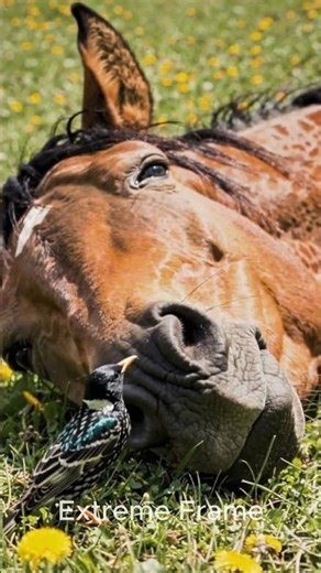 The crow helps the horse #shorts #animals #ai #horse
