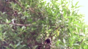 「Spider Weaving Web」の動画素材（ロイヤリティフリー）1028307356 | Shutterstock
