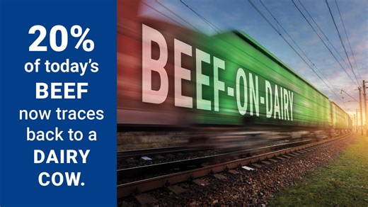 Beef-on-Dairy is Becoming a Bigger Engine for the Beef Supply Chain