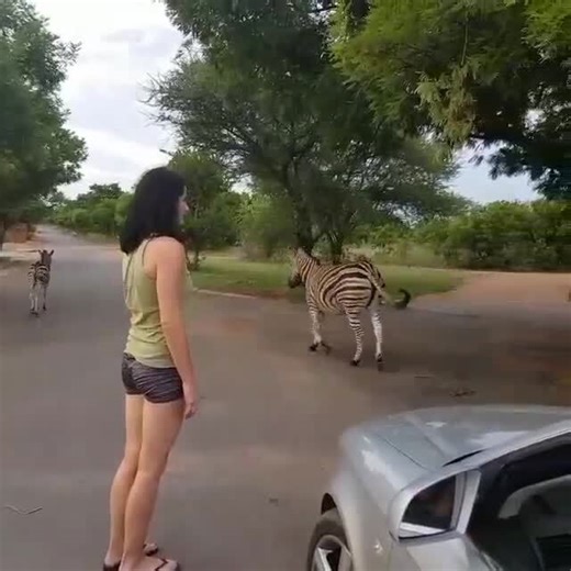 Woman Tries to Feed Zebra