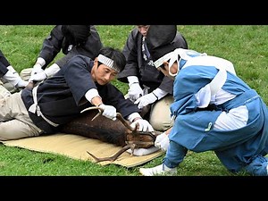 【ノーカット】奈良の伝統行事「鹿の角きり」 Deer Antler Cutting