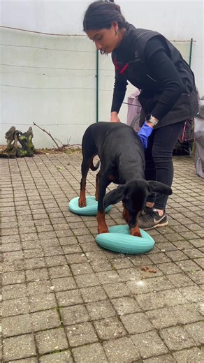 Enhance Your Dog Training with Proprioception Techniques