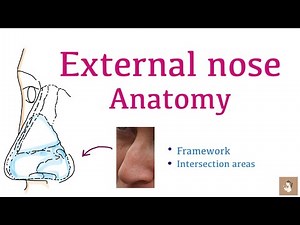 External nose anatomy | Framework & intersections explained in 4 min | ENT