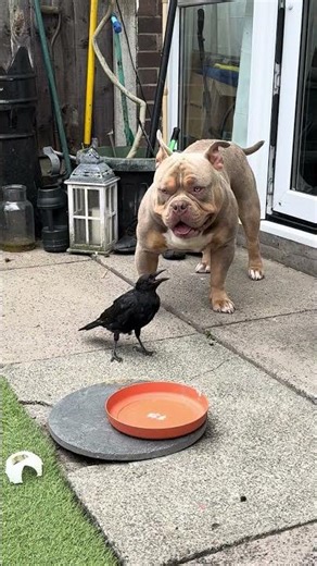 Crow vs Dog: This Peck Took Him by Surprise! 😂🐦🐶#funny #crow #dog #animals