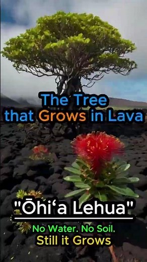 The Tree That Grows in Lava "ʻŌhiʻa Lehua"
